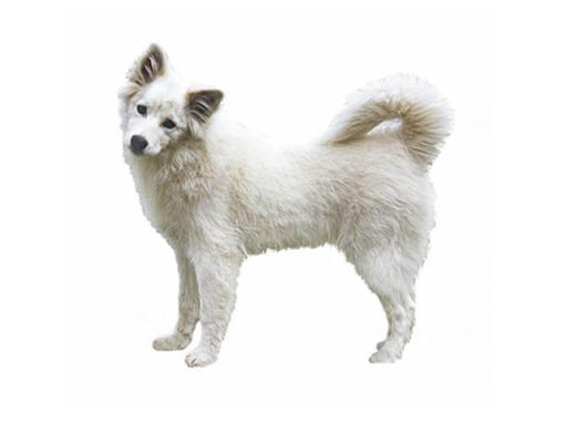 Eskimo best sale white dog